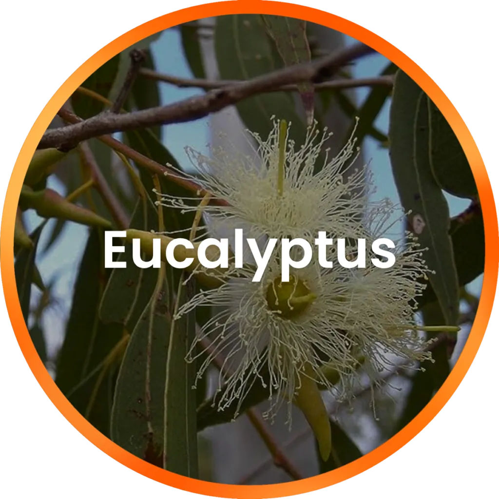 Eucalyptus Essential Oil