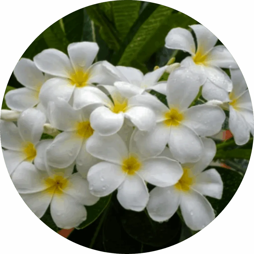 Frangipani Absolute