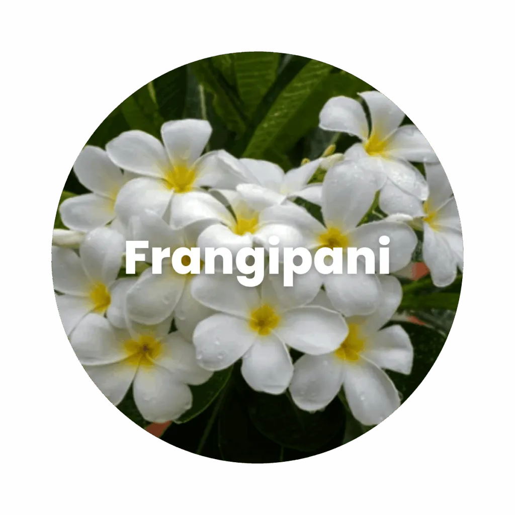 Frangipani Concrete