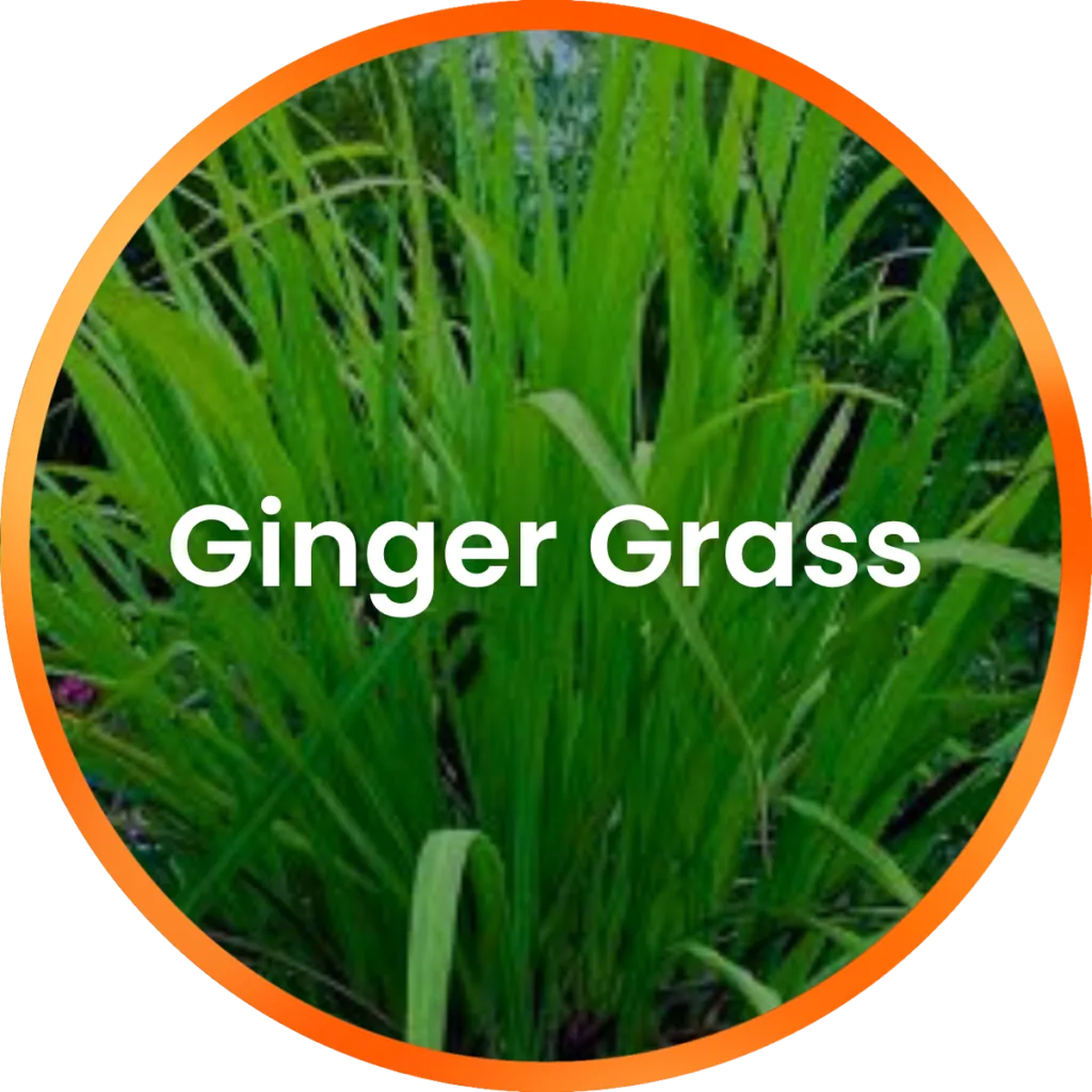 Ginger Grass