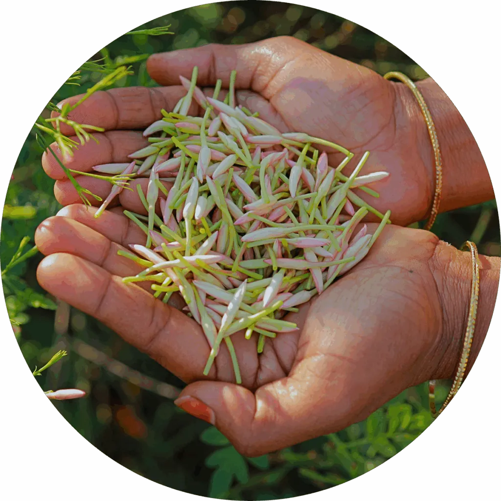 Jasmine Grandiflorum Absolute