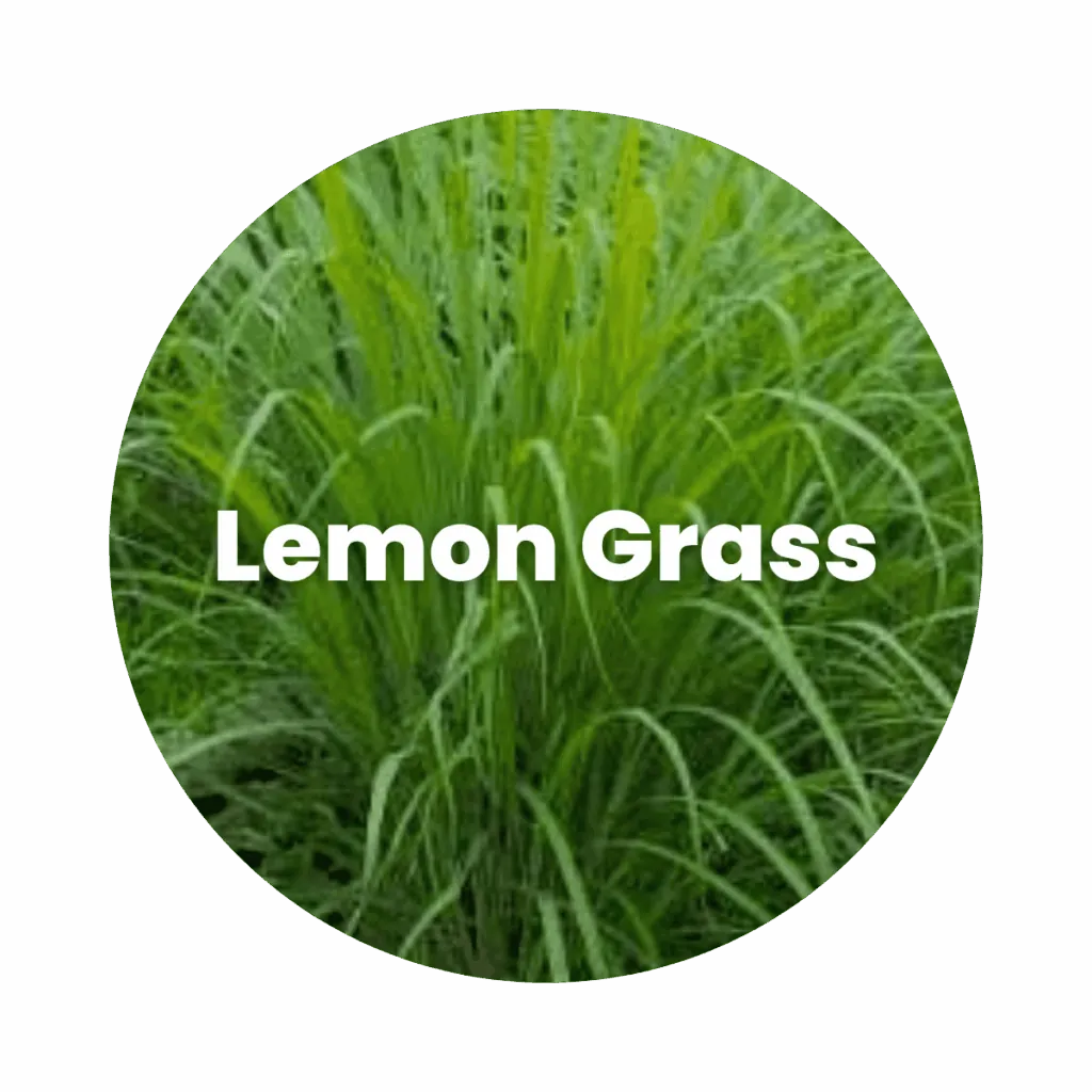 Lemongrass