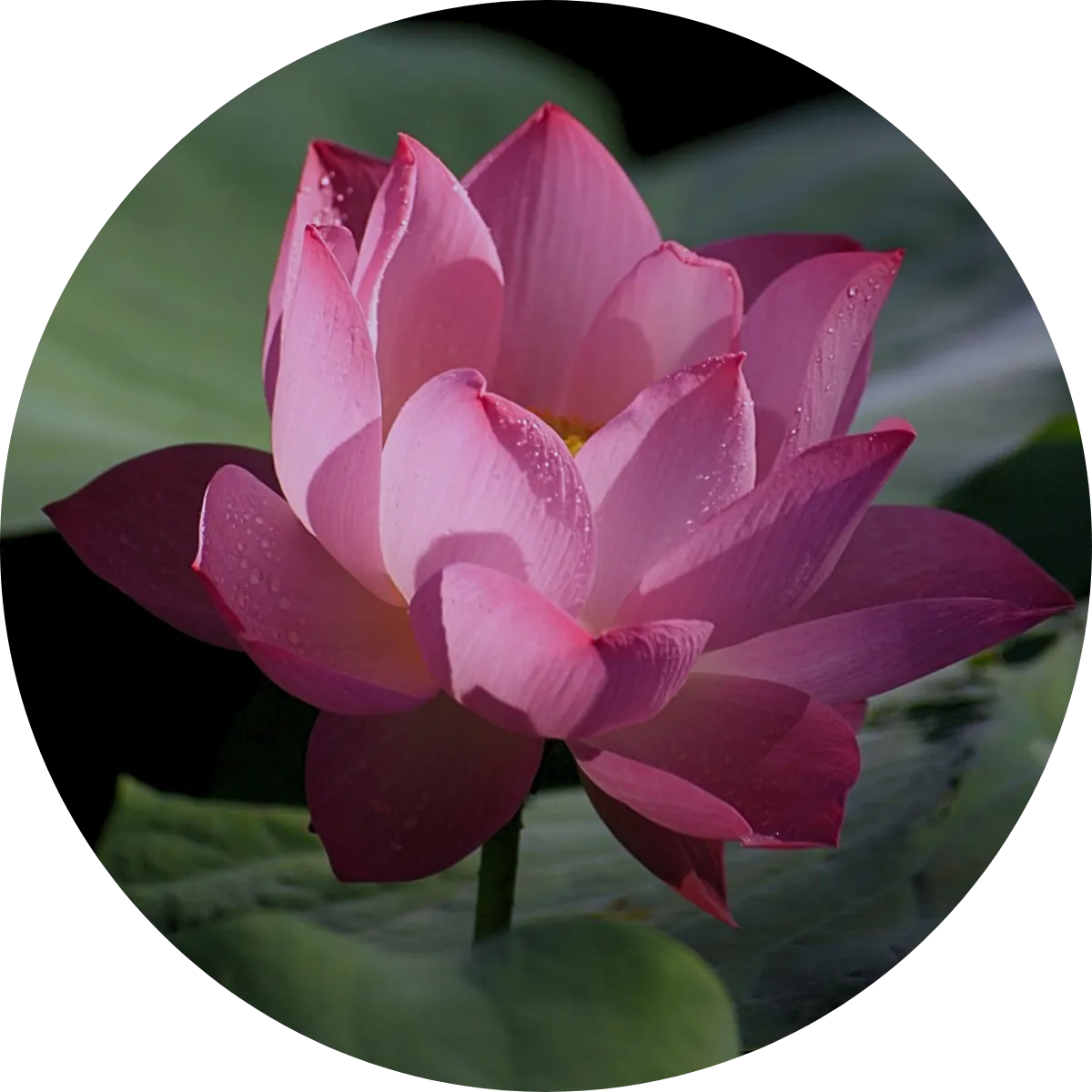 Lotus Absolute