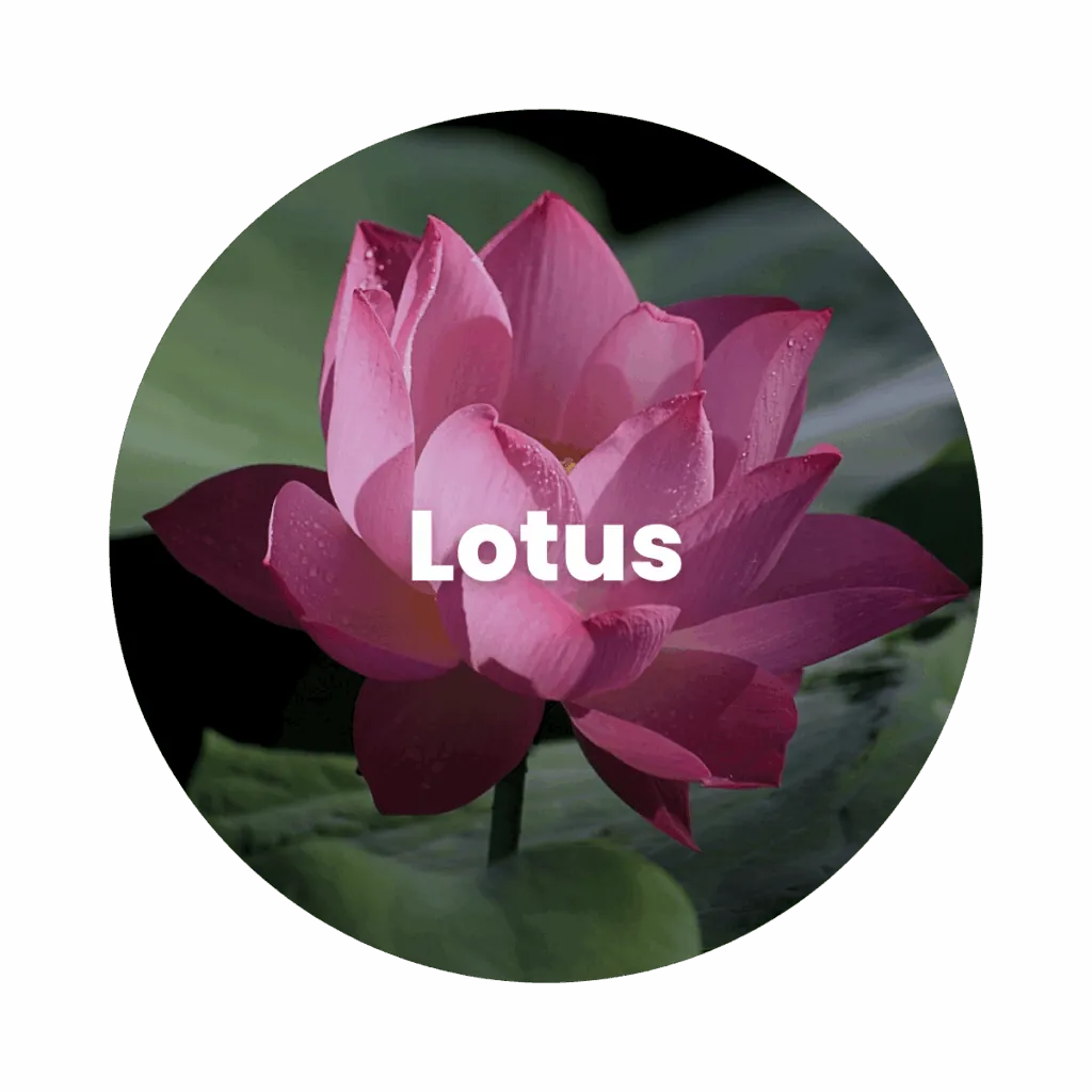 Lotus Concrete