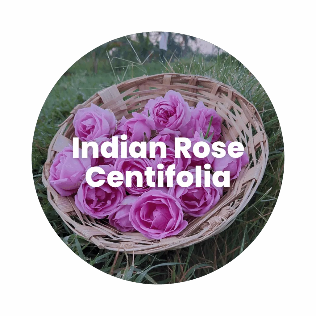 Rose Centifolia Concrete