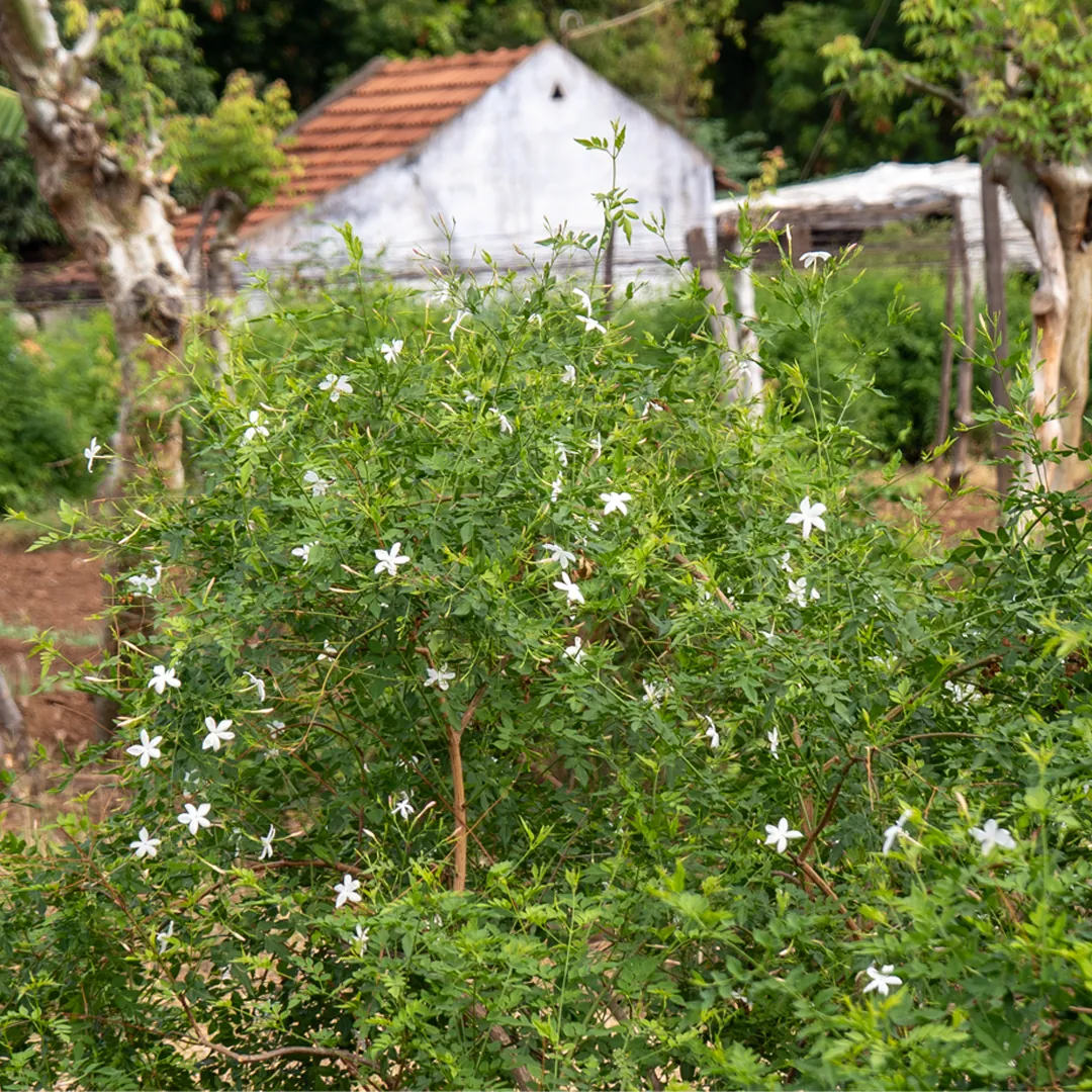 Jasmine Grandiflorum