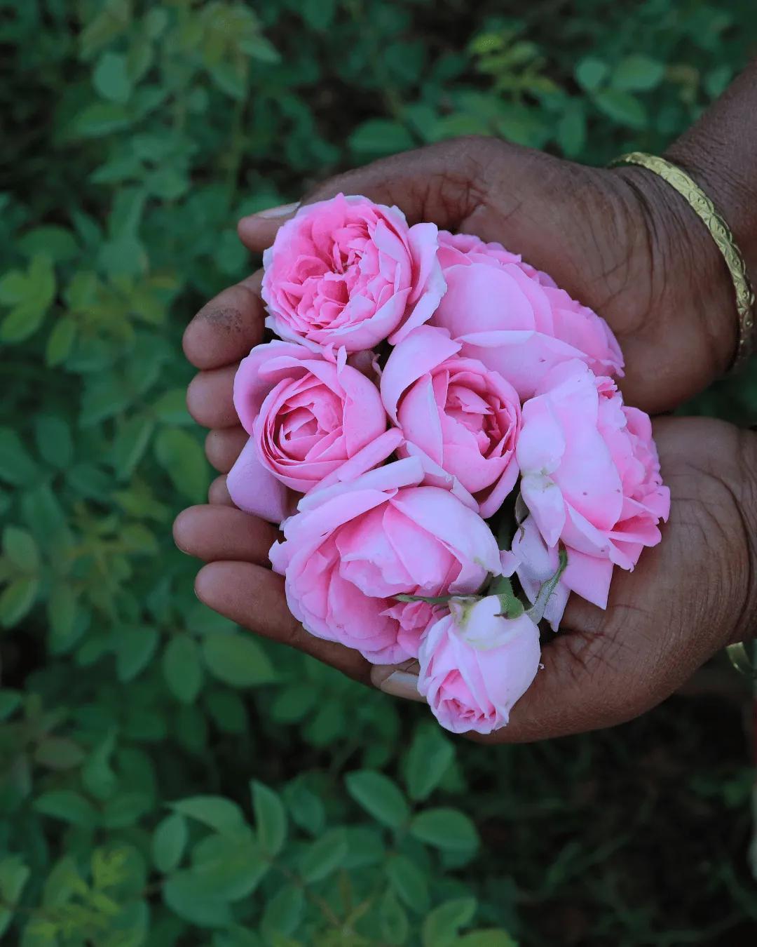 Rose Centifolia