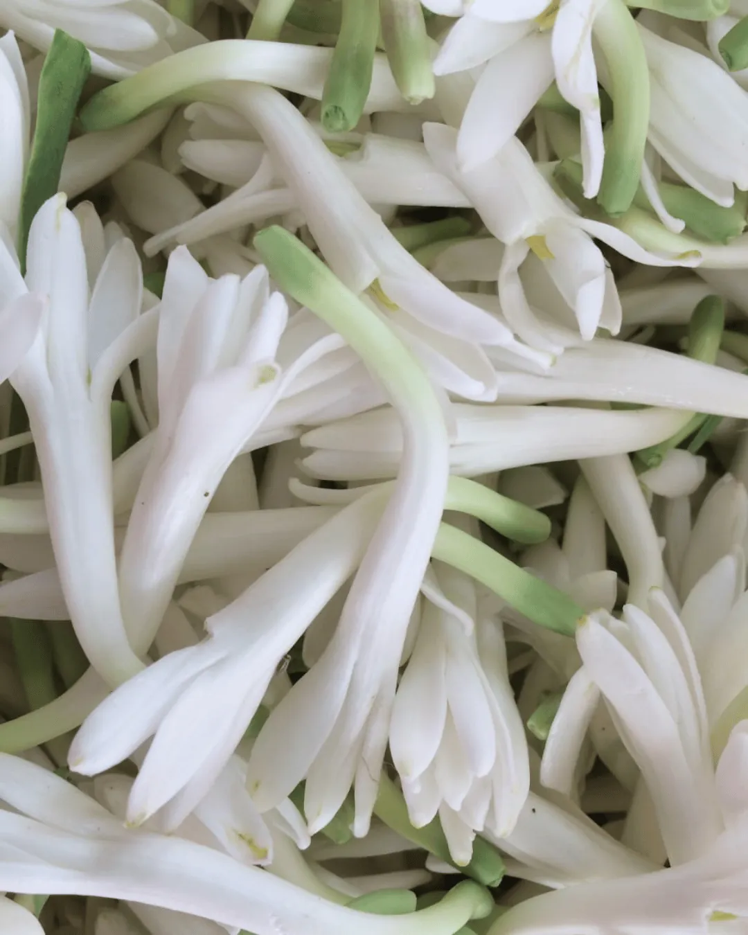 Tuberose
