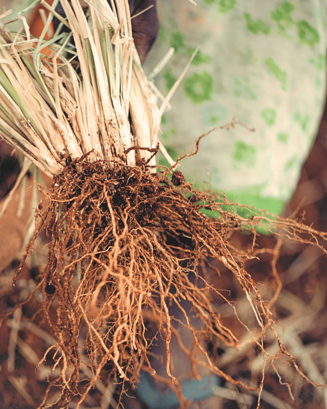 Vetiver